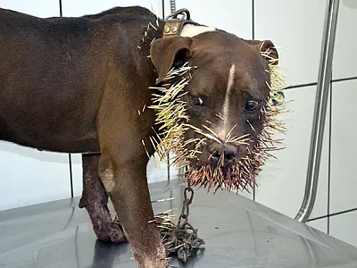 Pit Bull é atacado por porco espinho em Coxim