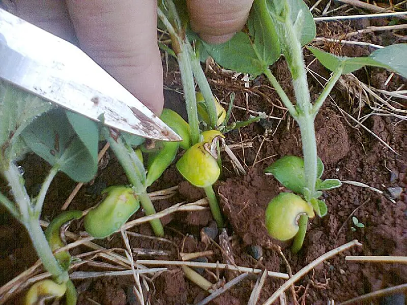 Produtores de MS optam por plantio direto na palha e conservam água no solo