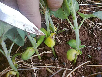 Produtores de MS optam por plantio direto na palha e conservam água no solo