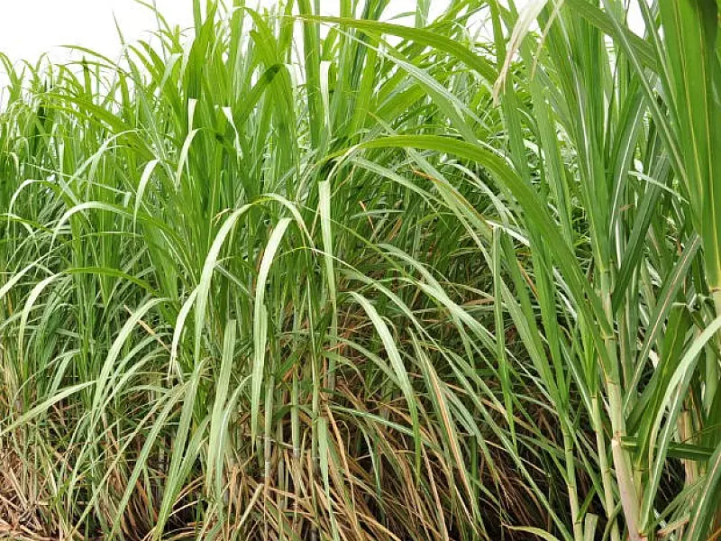 Produção de cana e de etanol deve cair e a de açúcar crescer em MS