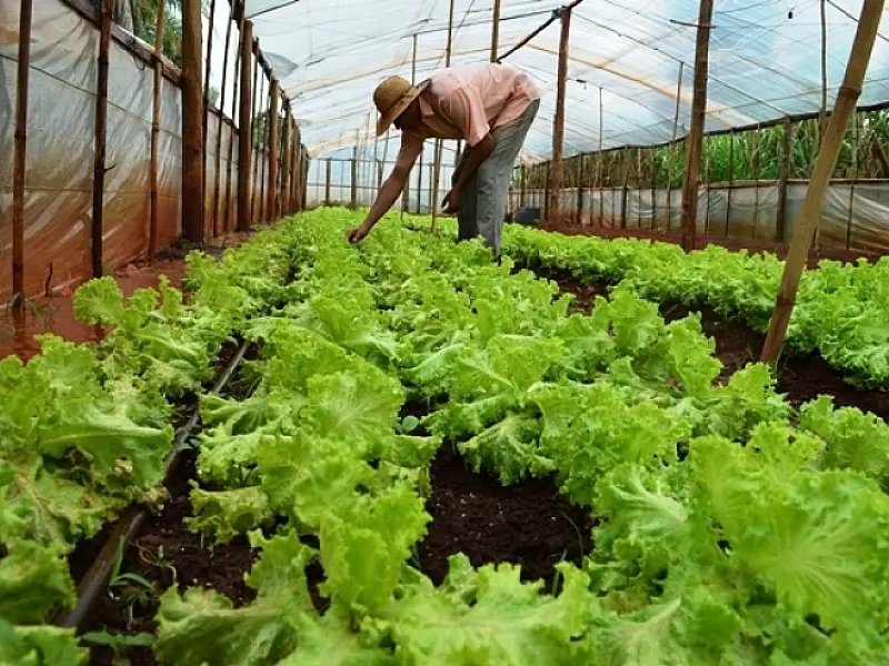 Produtores de assentamentos em Terenos vão fornecer leguminosas para atacado da Capital