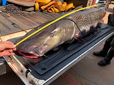 Ministério do Meio Ambiente inclui pintado em lista de peixes ameaçados de extinção
