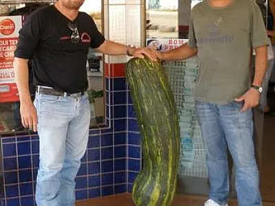 Abóbora de 48 Kg é colhida em Sete Quedas