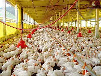 Com um rebanho de 22 milhões de aves, setor avícola gera 8,8 mil empregos diretos em MS