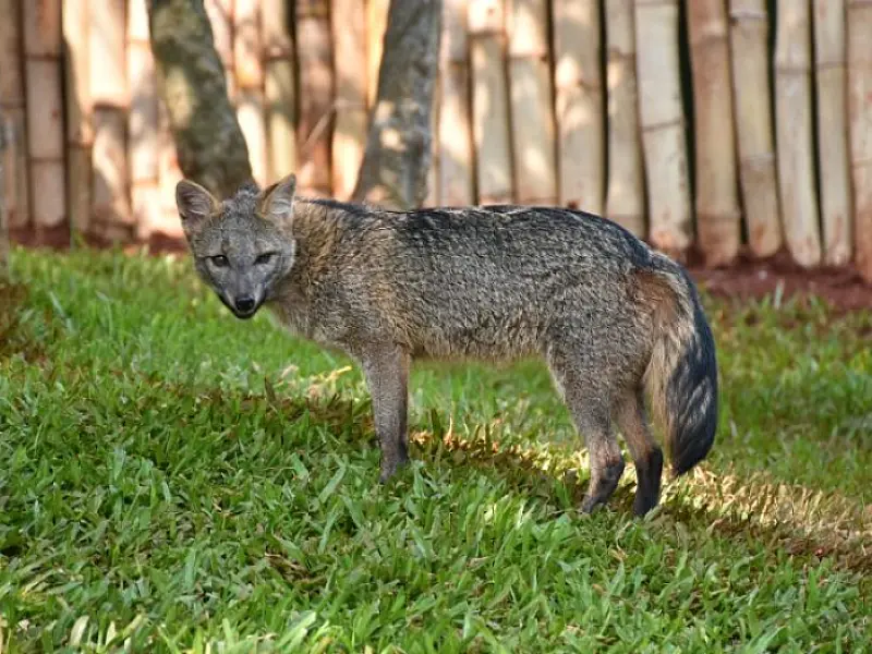 Em programa para animais que não podem voltar à natureza,