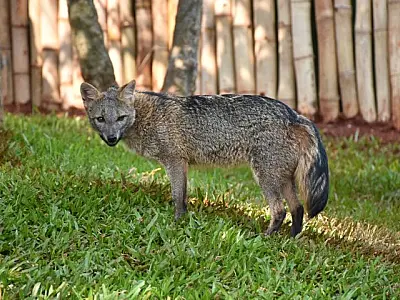 Em programa para animais que não podem voltar à natureza,