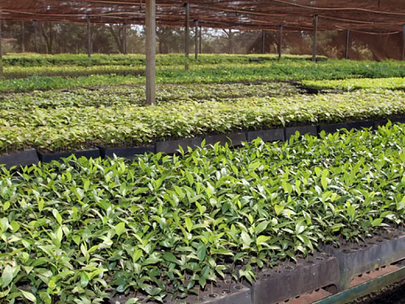 Projeto vai recompor vegetação em microbacias do Taquari