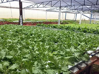 Programa de sustentabilidade consorciado em presídio da Agepen garante indicação ao Prêmio Innovare
