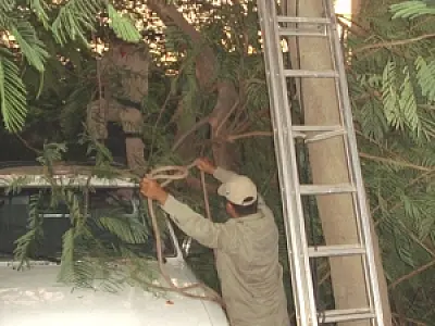 Árvore cai em cima de carro na área central de Corumbá
