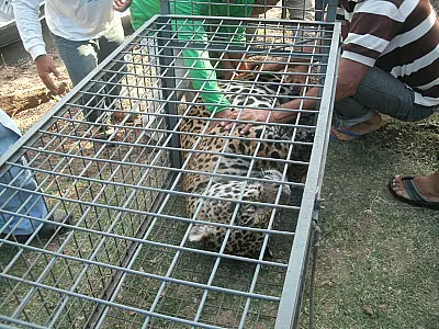 Onça-pintada é resgatada ferida no Pantanal