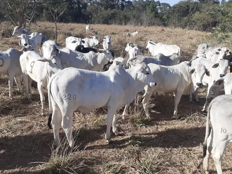 Leilão de bovinos será realizado pela SAD no mês de setembro em Aquidauana
