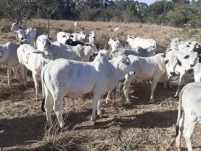 Leilão de bovinos será realizado pela SAD no mês de setembro em Aquidauana

