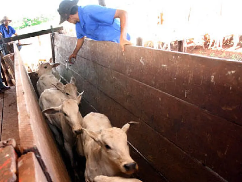 Região do Planalto de MS começa vacinação contra aftosa dia 5