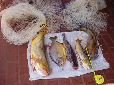 PMA apreende pescado irregular no rio Coxim