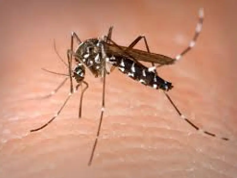 MS tem 89,87% dos municípios com alta incidência de dengue