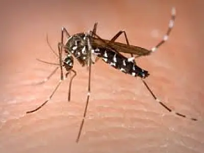 MS tem 89,87% dos municípios com alta incidência de dengue