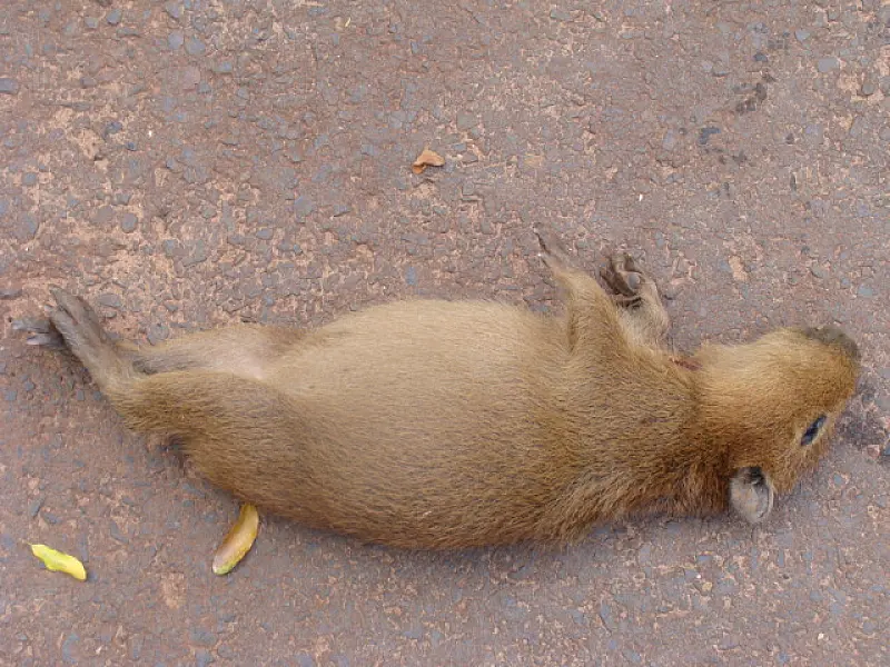 Filhote de capivara é atropelado no Parque das Nações Indígenas