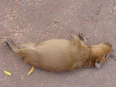 Filhote de capivara é atropelado no Parque das Nações Indígenas