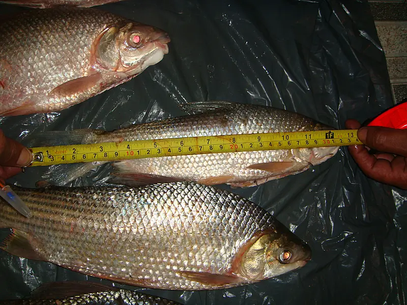 Dois pescadores são autuados por peixe fora da medida
