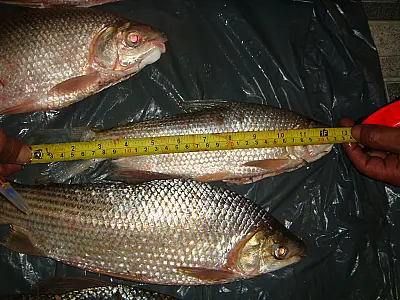 Dois pescadores são autuados por peixe fora da medida