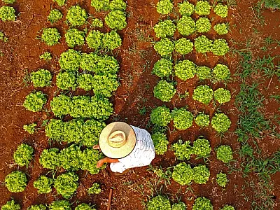 Confira o resultado: programa qualificará recém-formados de MS para atuar na agricultura familiar