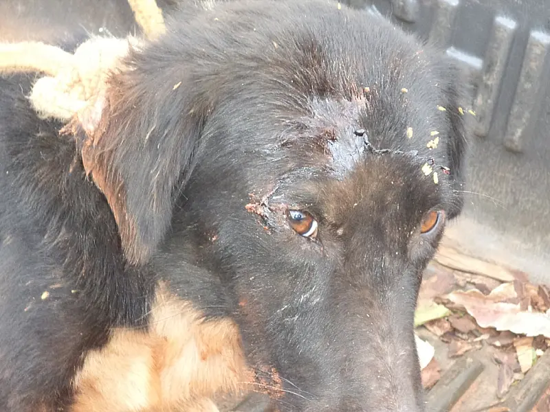 PMA autua homem por maus-tratos a cachorro em Três Lagoas