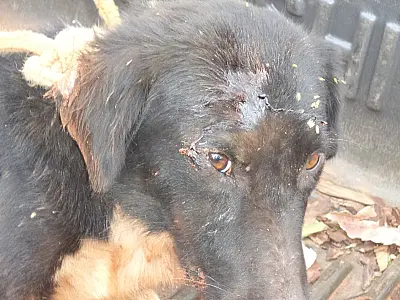 PMA autua homem por maus-tratos a cachorro em Três Lagoas