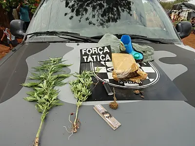 Homem é detido com plantação de maconha e sementes