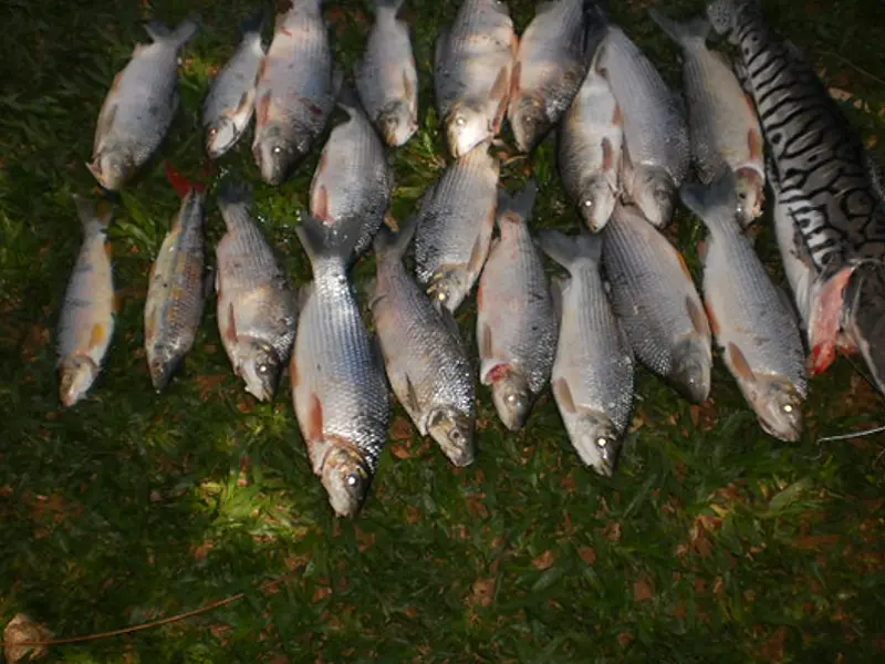 Turista é autuado por capturar pescado fora da medida no rio Apa