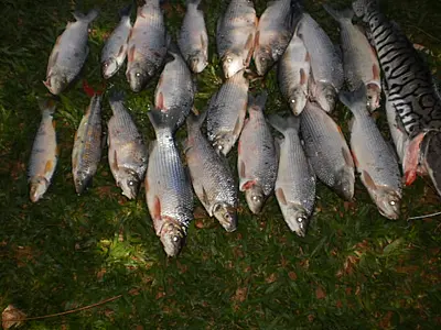 Turista é autuado por capturar pescado fora da medida no rio Apa