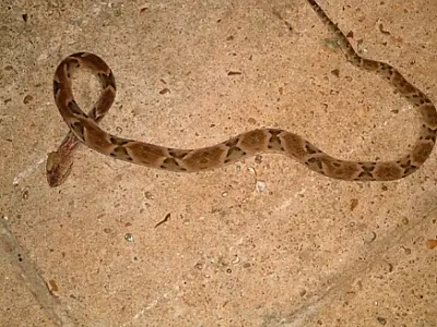 Cobra quase ataca menina de dois anos em Três Lagoas