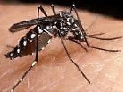 Vacina brasileira contra dengue será testada em seres humanos