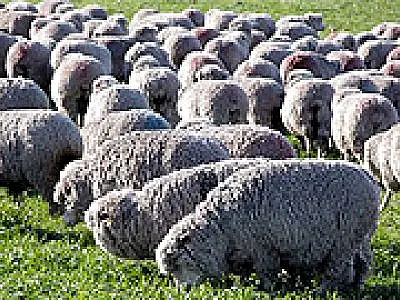Ovinos de MS são embarcados para abate em SP nesta quarta