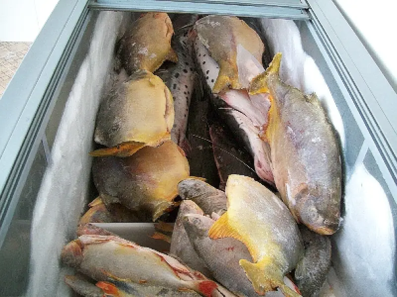 Semana do Peixe quer fomentar consumo de pescado