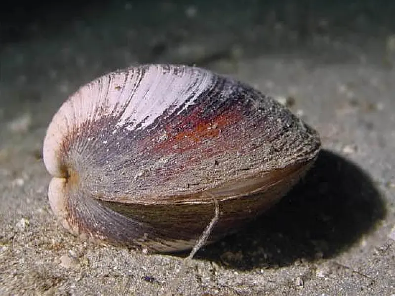O animal mais velho do mundo tinha 507 anos