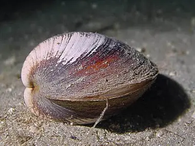 O animal mais velho do mundo tinha 507 anos