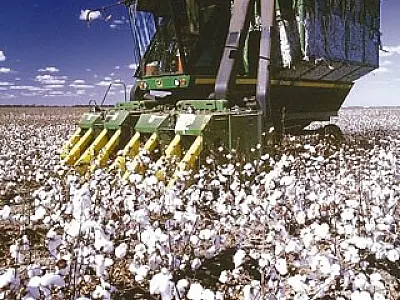 Produtores finalizam plantio de algodão em MS