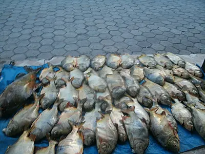 PMA prende pescador com pescado capturado com redes