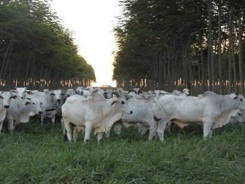 MS possui 3ª maior área agrícola financiada pelo Programa Agricultura de Baixo Carbono no país
