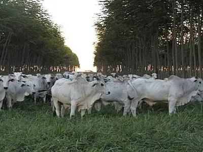 MS possui 3ª maior área agrícola financiada pelo Programa Agricultura de Baixo Carbono no país
