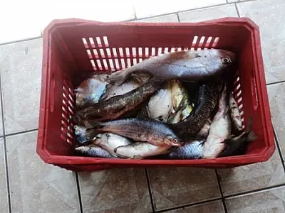 PMA prende quatro pessoas por pesca predatória no Rio Paraná