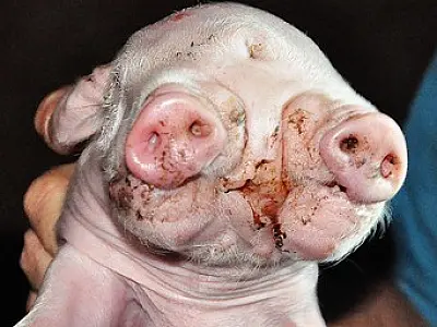 Porco com duas cabeças nasce em Sidrolândia e causa espanto