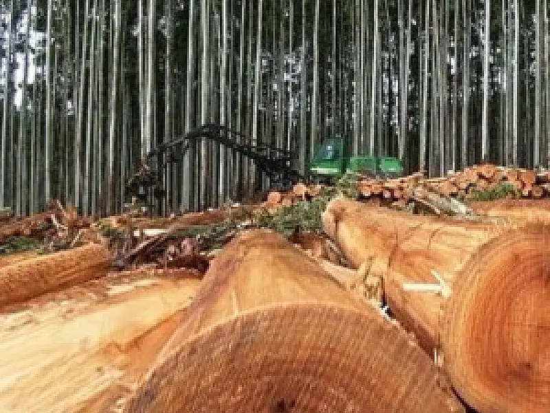 Mato Grosso do Sul lidera expansão florestal no país
