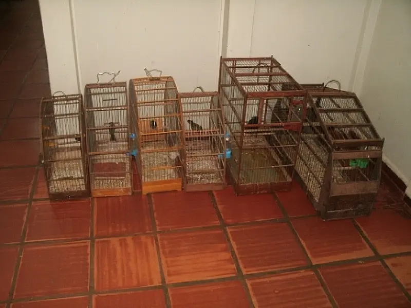 PMA e Polícia Civil prendem homem com aves ilegalmente