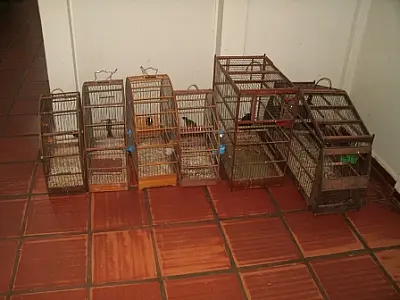 PMA e Polícia Civil prendem homem com aves ilegalmente