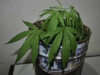 Homem é detido após polícia encontrar quatro pés de maconha em seu quintal