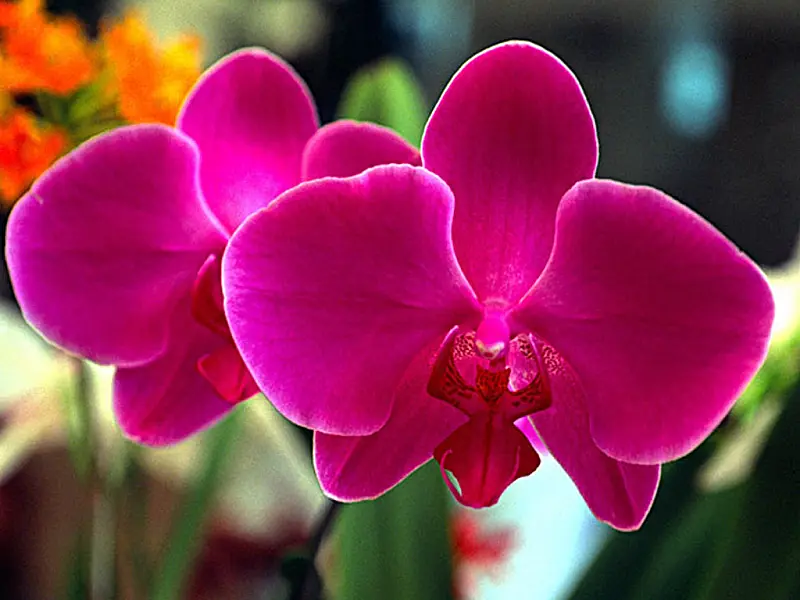 Começa hoje a 6ª Exposição Nacional de Orquídeas na Capital