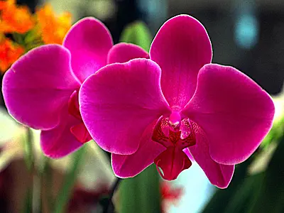Começa hoje a 6ª Exposição Nacional de Orquídeas na Capital