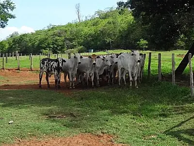 Polícia Civil desmantela grupo especializado em furto de gado