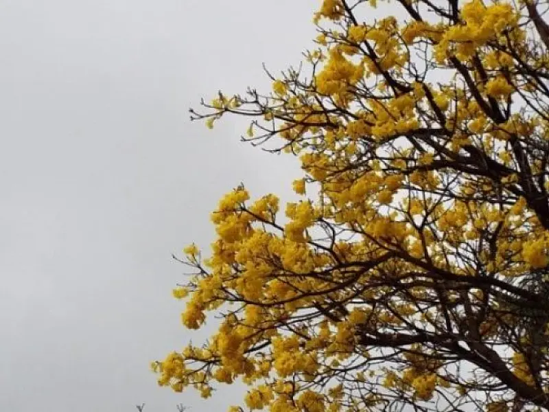 Chuva ameniza calorão e melhora umidade do ar no primeiro domingo da primavera
